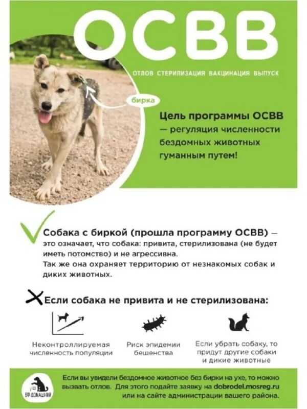 стерилизация реклама. стерилизуй животных. помощь в стерилизации бездомных кошек. добродел петрозаводск. реклама стерилизации животных.