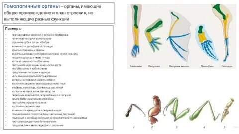 Гомологичные органы руки человека