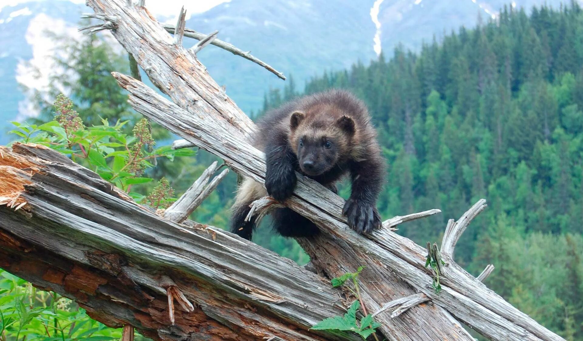 росомаха сибирская тайга. восточно сибирская росомаха. росомаха сибирская. росомаха животное тайги. росомаха сибирская тайга.