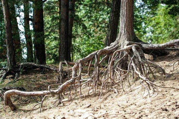 Кашемировое дерево. Корни дерева торчат из земли. Гигантское дерево с корнями. Выглянул корень. Корни дерева торчат из земли.