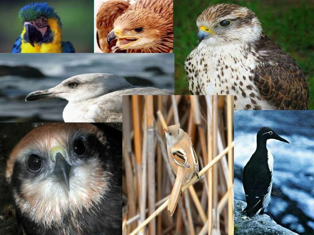 Многообразие птиц. Классы птиц. Животные класса птицы. Разнообразие типичных птиц. Примеры животных класса птицы