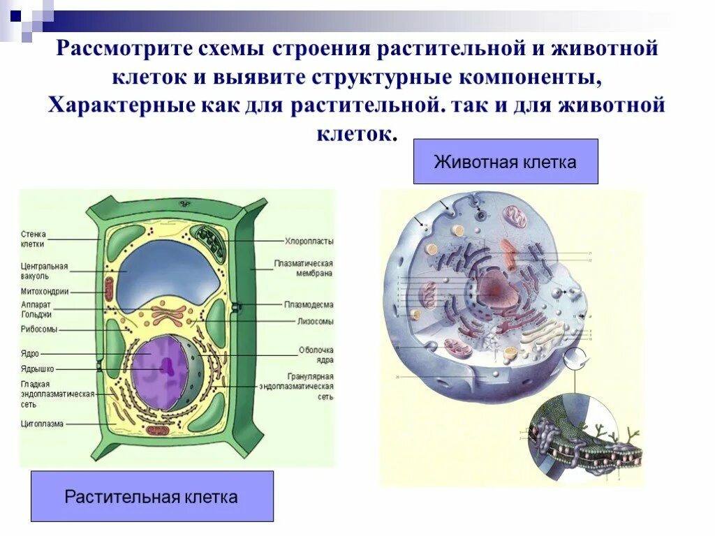 Растительная и животная клетка. Строение растительной клетки. Ядро животной клетки и растительной. Строение животных и растительных клеток. Растительная клетка наличие ядра