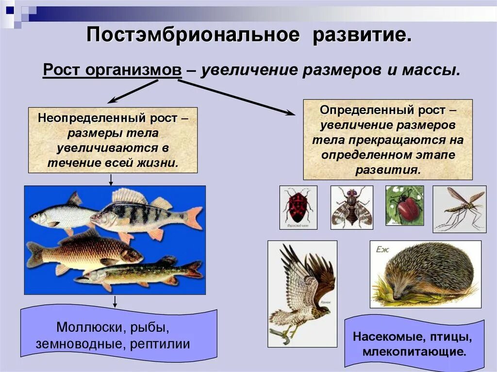 Постэмбриональный период развития схема. Стадии непрямого постэмбрионального развития. Постэмбриональный период развития презентация. Этапы постэмбрионального периода развития.