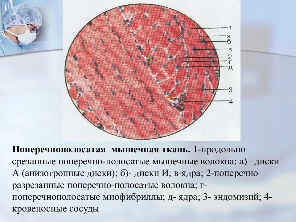 Строение клетки поперечно полосатой мышечной ткани. Миофибриллы гистология. Сарколемма мышечного волокна гистология. Поперечно полосатая мышечная ткань гистология. Строение поперечно полосатой мышечной ткани гистология.