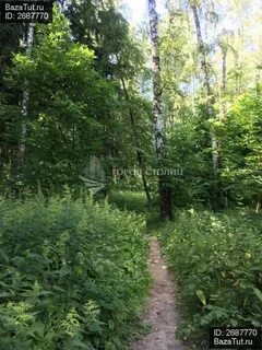 Лес в видном