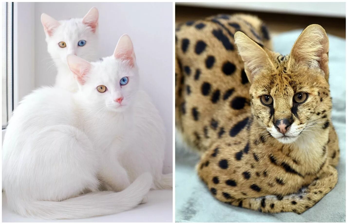 Какие породы домашних. Серенгети (порода кошек). Дорогие кошки. Редкие кошки домашние. Самая дорогая порода кошек.