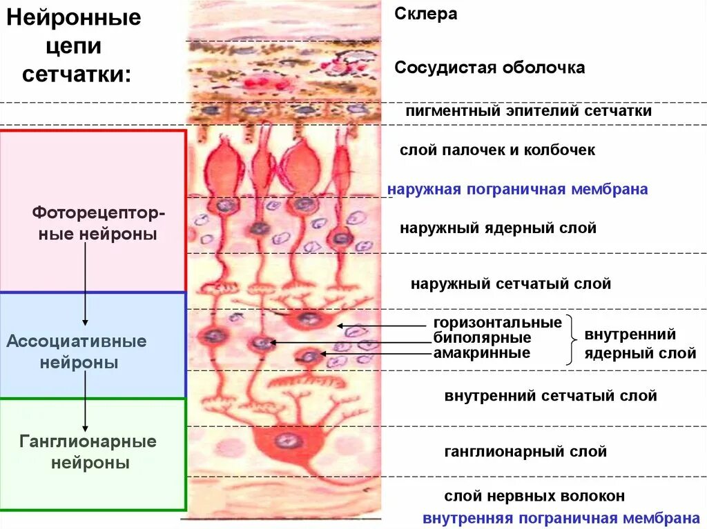 Пигментный эпителий сетчатки. Слои сетчатки и их функции. Строение сетчатки гистология. Слои сетчатой оболочки глаза гистология.