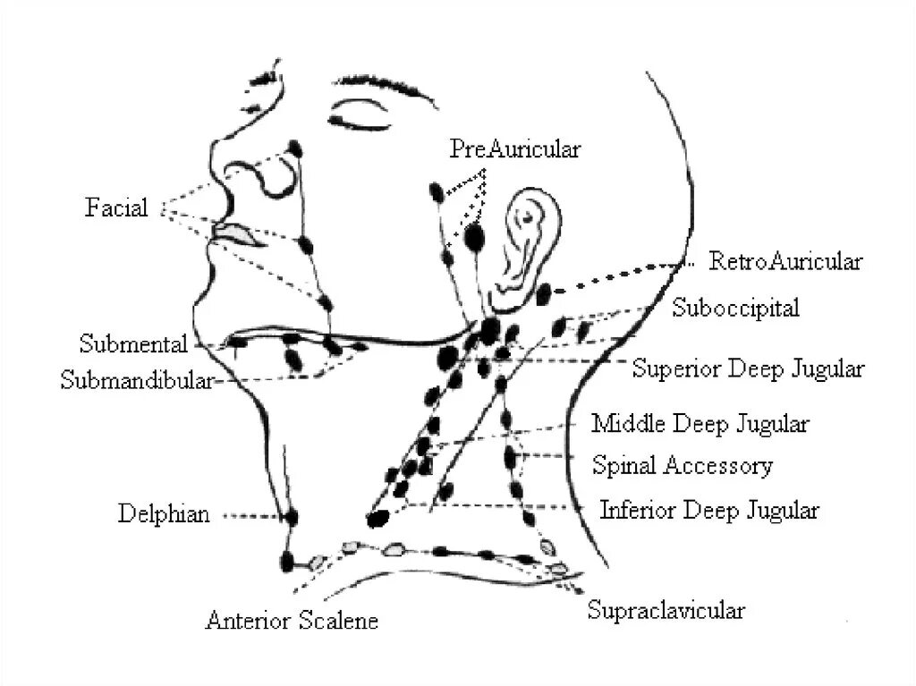 Носовые лимфоузлы расположение. Лицевые лимфатические узлы расположение. Шейные лимфоузлы топография. Схема лимфоузлов на лице. Преаурикулярные лимфоузлы