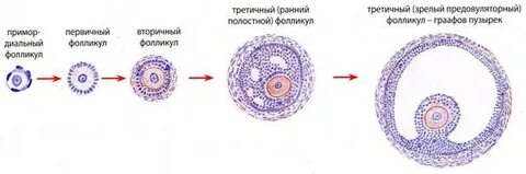Образование фолликулов