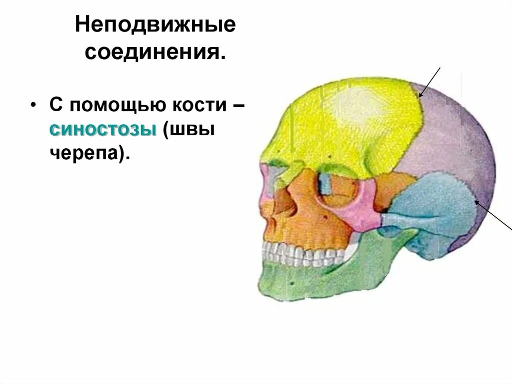 Неподвижное соединение человека. Соединения костей черепа синостозы. Соединение кости черепа. Неподвижные кости черепа.