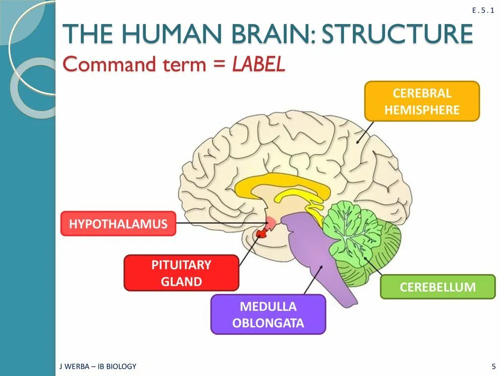 The structure of the human brain. The structure of the human brain