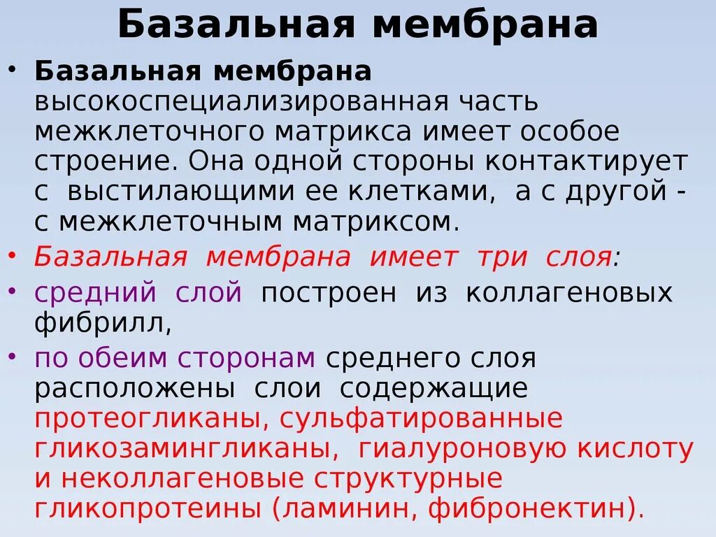 Базальная мембрана функции. Базальная мембрана. Строение базальной мембраны гистология. Базальная мембрана гистология. Роль базальной мембраны гистология.