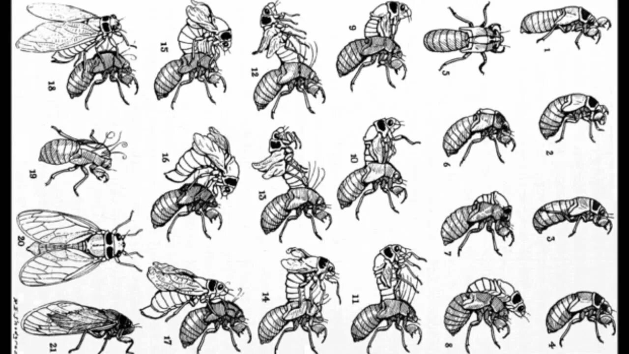 Какой тип развития характерен для цикады. Строение цикады. Внешнее строение цикады. Стилизованная цикада. Цикада вылупляется из личинки.