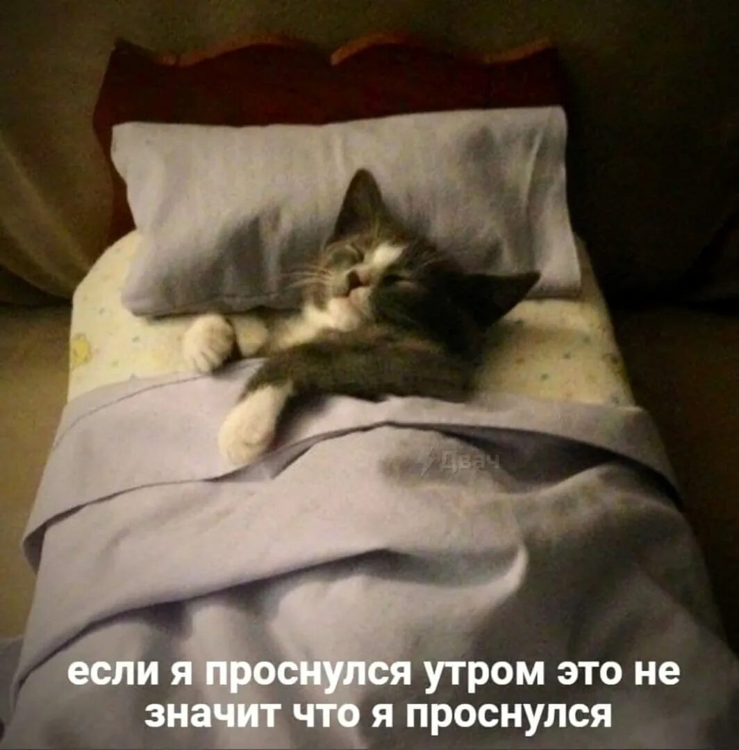 Кот в кроватке. Сладких снов котик. Коты в одеяле.