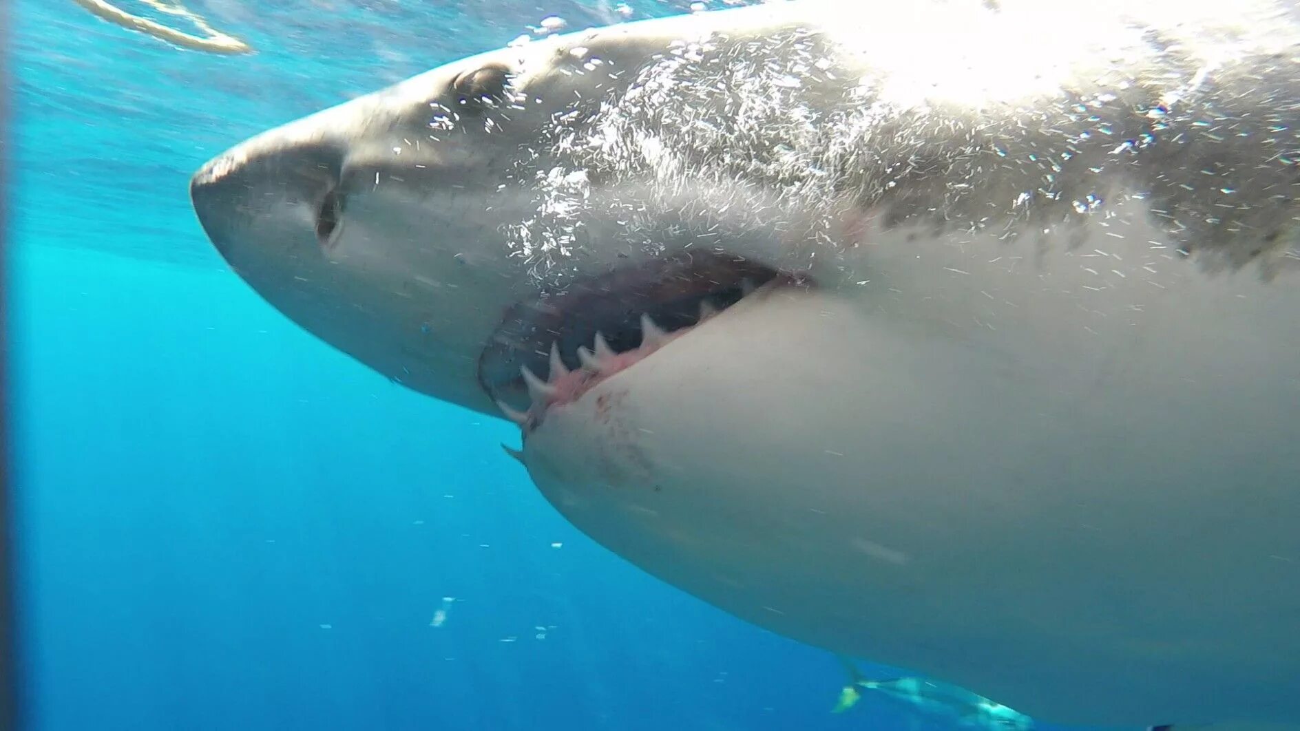 Красное море акулы МЕГАЛОДОН. Ужасная большая белая акула. Касатка против белой акулы. Shark return