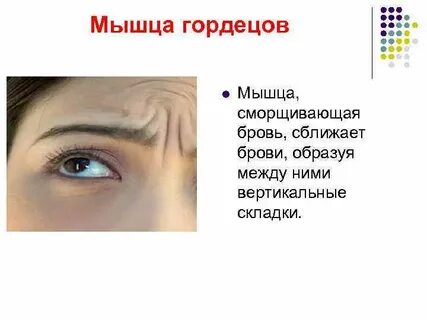 Мышца гордецов