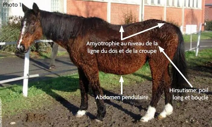 Болезнь иценко-кушинга у животных. Синдром кушинга у лошадей. Кушинг синдром у лошадей. Синдром вобблера у лошадей. Короткая спина у лошади.
