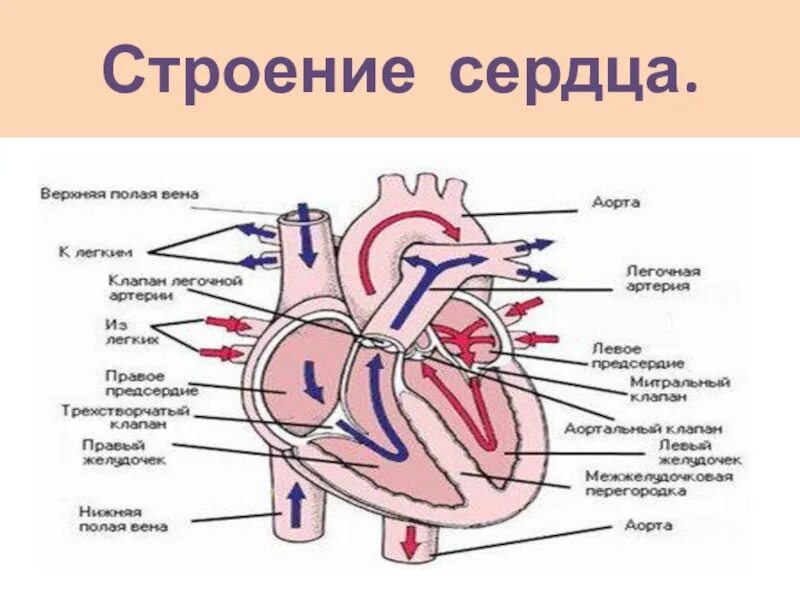 На рисунке изображено строение сердца. Строение сердца биология схема. Строение сердца человека схема 8 класс. Схема сердца человека биология 8 класс. Биология 8 класс строение сердца схема.