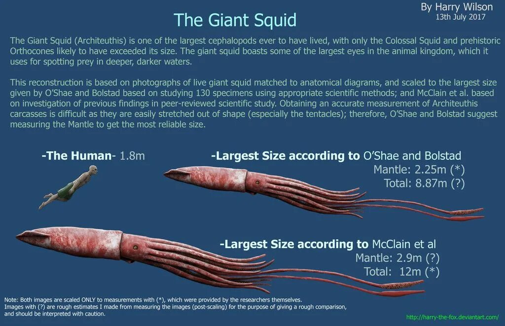 Squid через squid
