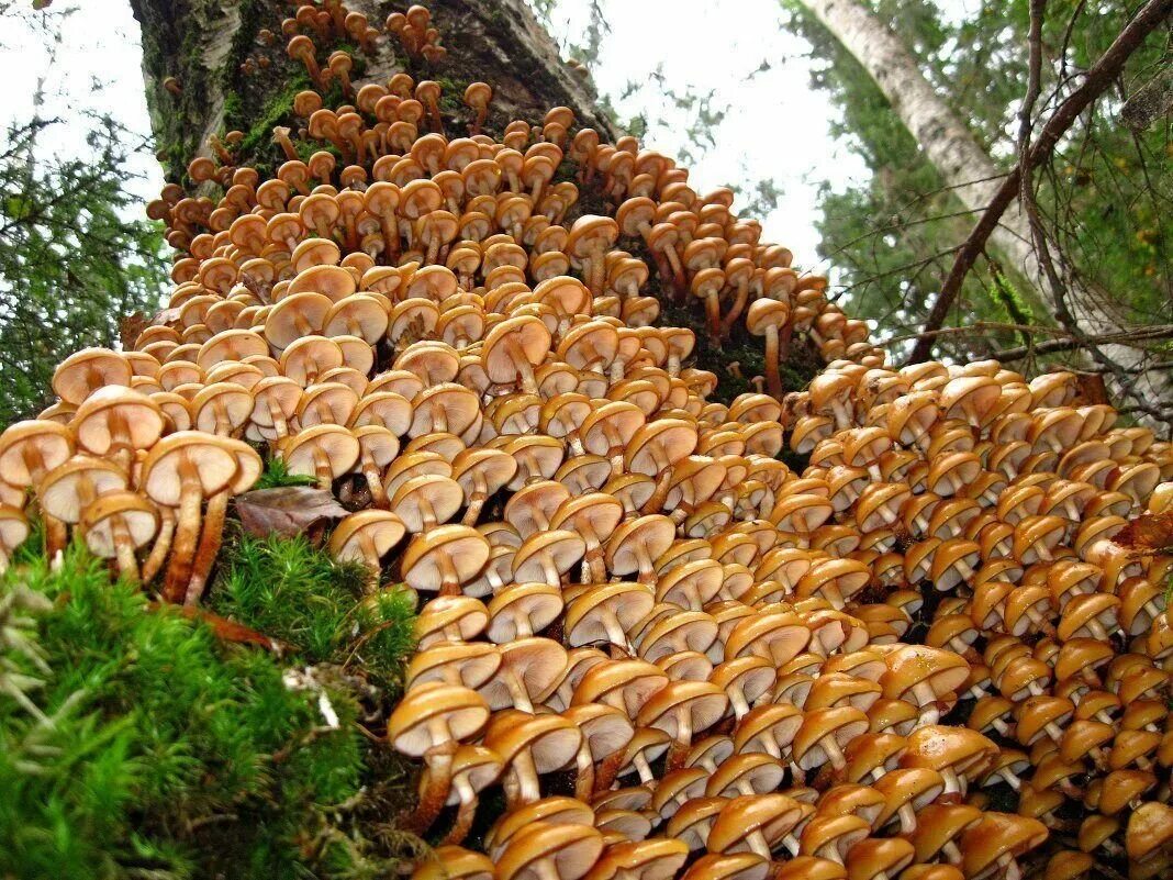 Дождя больше грибов. Гриб-монстр Armillaria ostoyae. Грибница медовый опенок. Гриб Армиллярия Мичиган. Медовые грибы Armillaria mellea.