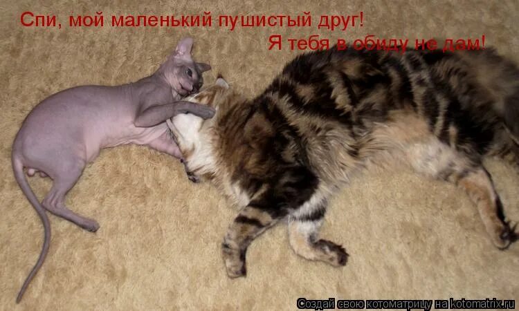 Маленький пушистый друг. Люди и кошки фотосессия. Котята и хомячки. Счастливый ребенок с собакой. Маленький пушистый друг.