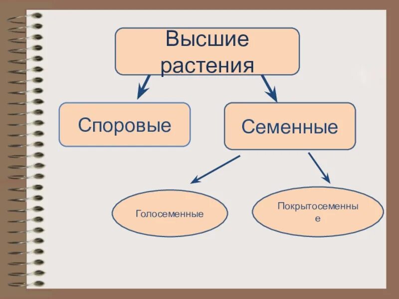 Высшие растения споровые и семенные таблица. Споровые и семенные растения. Высшие растения споровые и семенные. Высшие семенные растения таблица. Семенные растения примеры 6 класс