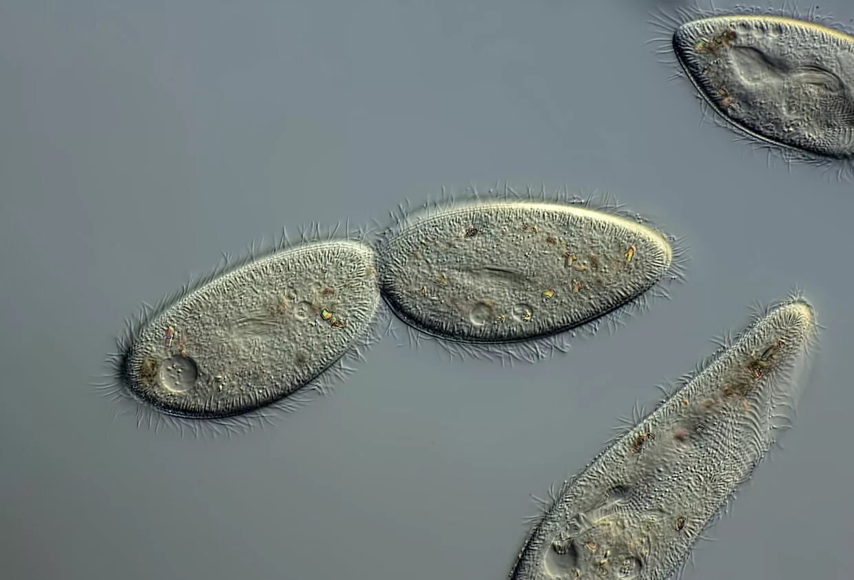 размножение инфузории туфельки. инфузория туфелька бесполое размножение.