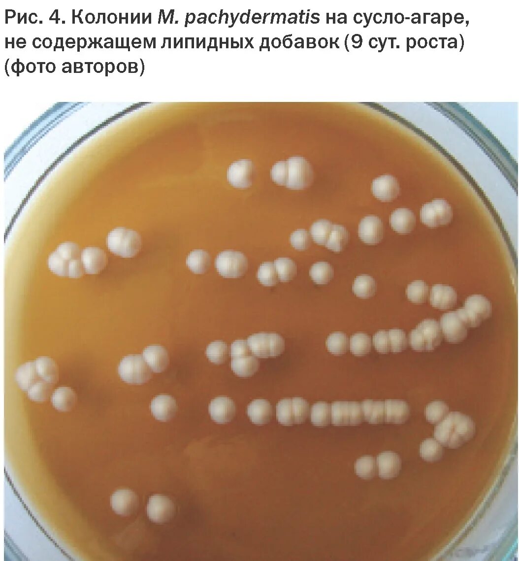 Высеивание на среду мицелия мутантных наиболее