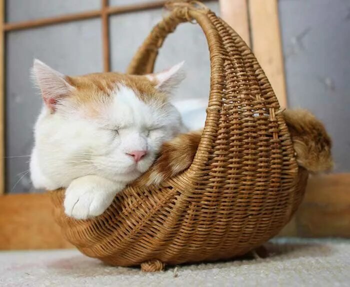 Японский кот Широнеко. Ленивый кот. Самый ленивый кот. Самый ленивый кот в мире. Расслабленный кот