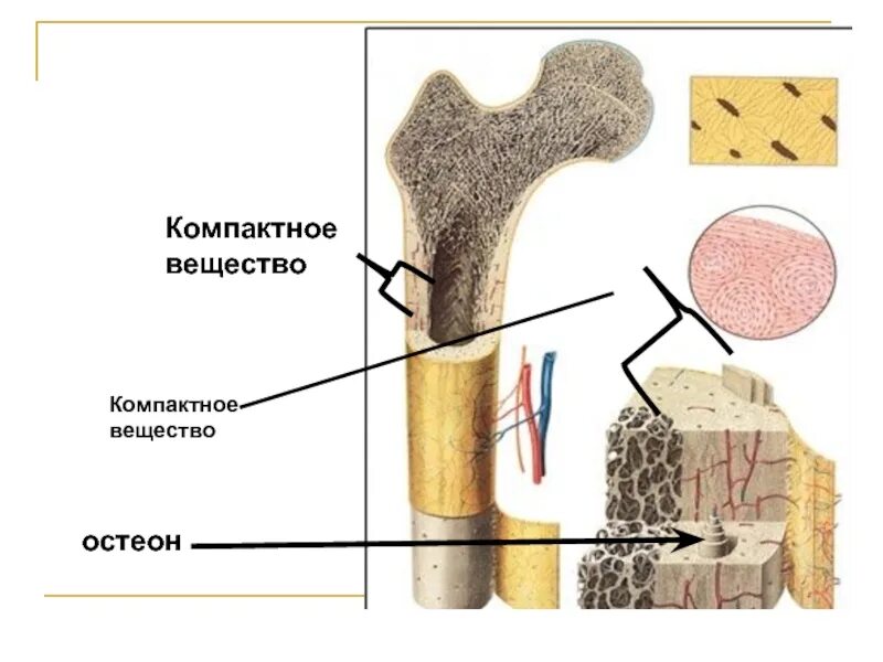 Компактное вещество остеоны. Компактное вещество кости. Компактное костное вещество строение. Компактное и губчатое вещество.