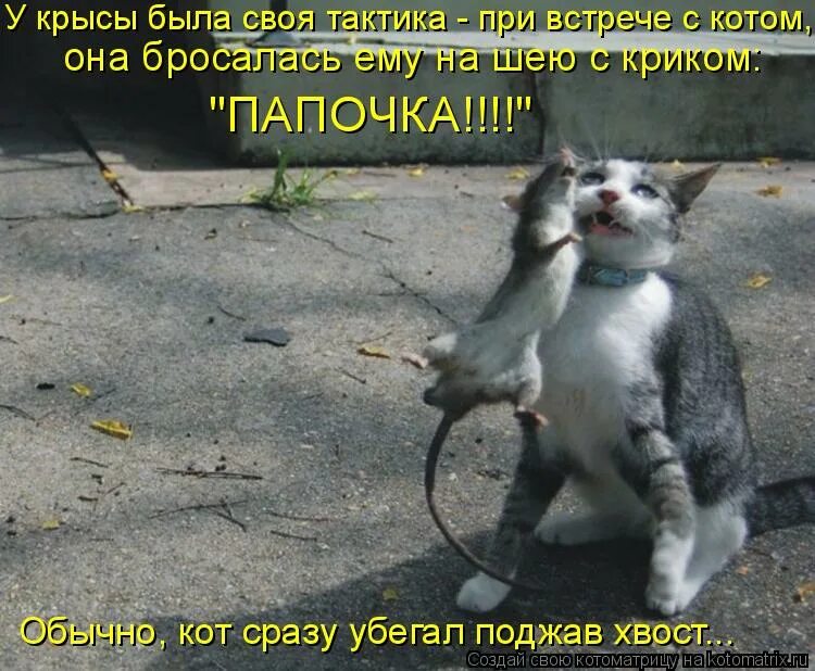 Бить крыс. Шутки про мышку. Сделать вид что по домам мем. Ловушка для крыс. Бить крыс.