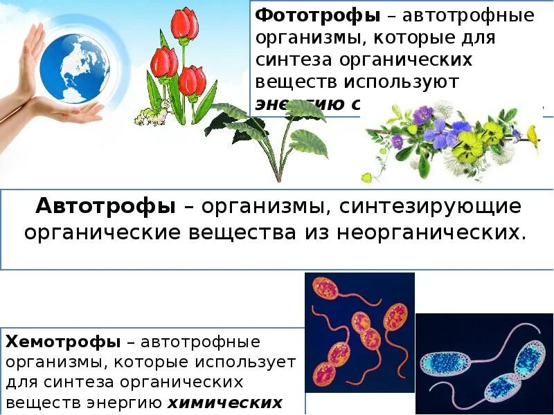 Организмы производящие из неорганических веществ органические. Организмы производящие из неорганических веществ органические. Производят из неорганических веществ органические вещества. Организмы производящие из неорганических веществ органические. Автотрофы организмы синтезирующие органические.
