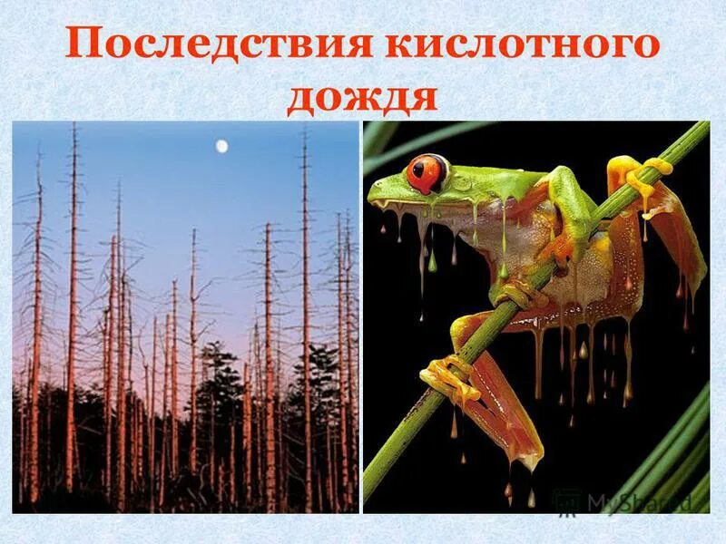 кислотные дожди. животные после кислотного дождя. кислотные дожди и животные. влияние кислотных дождей на рыб. животные после кислотного дождя.