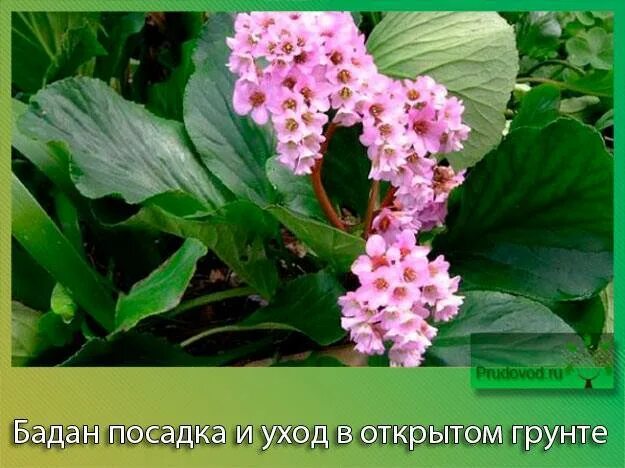 Бадан уход в открытом грунте. Бадан толстолистный посадка. Бадан размножение. Бадан растение размножение. Бадан всходы.