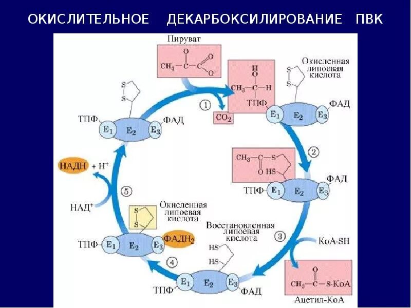 Окисление пировиноградной кислоты какой процесс. Окислительное декарбоксилирование пвк схема. цикл кребса общий путь катаболизма. окислительное декарбоксилирование в цикле кребса. реакция окислительного декарбоксилирования пировиноградной кислоты.