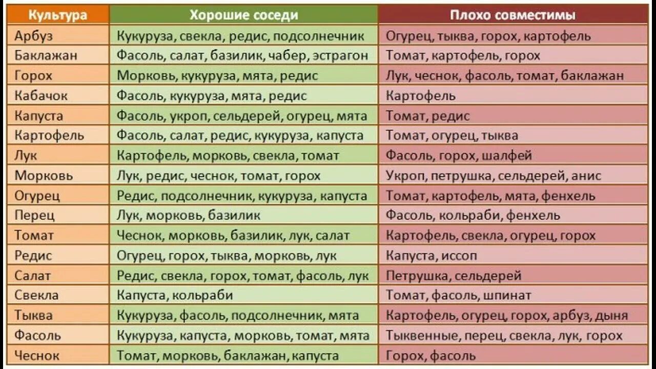 Что можно сажать после картофеля на следующий. Совместимость посадок овощей на грядках таблица. Соседи на огороде совместимость растений таблица. Совместимость овощных культур при посадке на грядке таблица. Соседство овощей на грядках таблица.