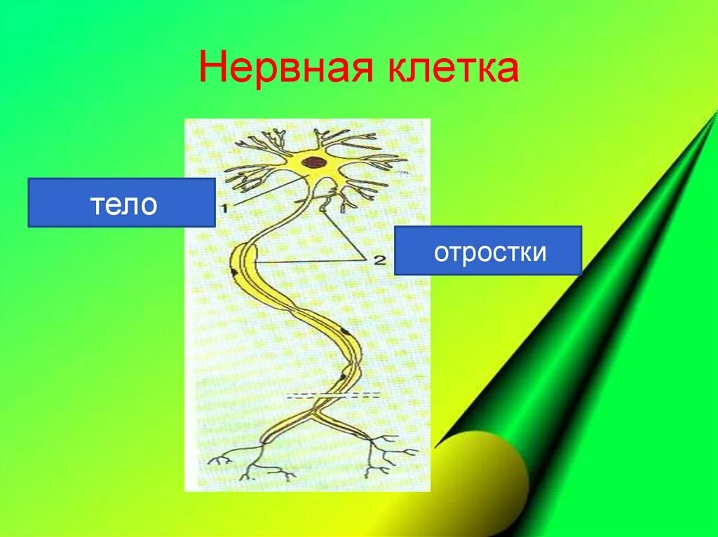 Биология 7 класс нервная система рефлекс инстинкт. Нервная клетка. Нервная система урок по биологии. Нервная система животных рефлекс инстинкт. Рефлекс клетки