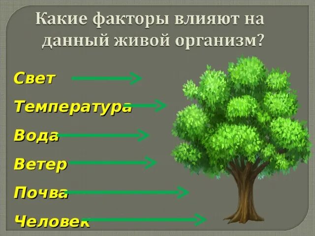 Среды обитания и экологические факторы тест. Факторы среды обитания живых организмов. Экологические факторы среды. Экологические факторы живых организмов. Факторы влияния живой природы что это.