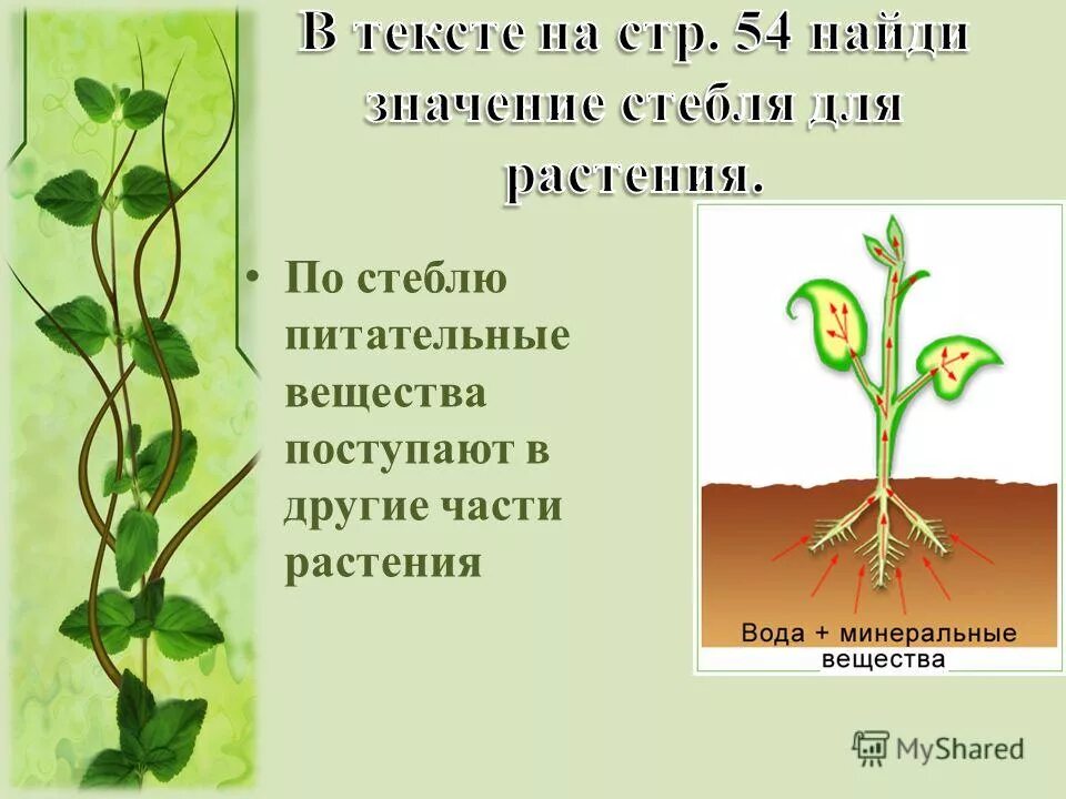 движение воды и минеральных веществ по стеблю. определи растение по стеблю. строение стебля вегетативного растения. междоузлие, побег, стебель. функции побега цветкового растения.