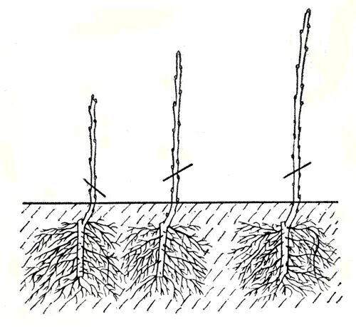 Посадка смородины весной саженцами. Садим саженцы смородины весной. Смородина посадка саженца смородины. Посадка саженцев смородины весной. Высадка смородины