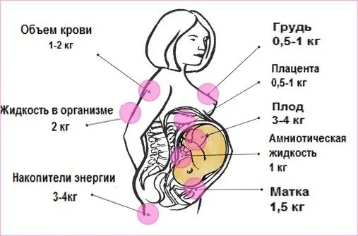 Матка в 3 триместре беременности. Схема органов беременной женщины. внутренние органы при беременности 2 триместр. как располагаются органы при беременности 2 триместр. расположение органов при беременности 2 триместр беременности.