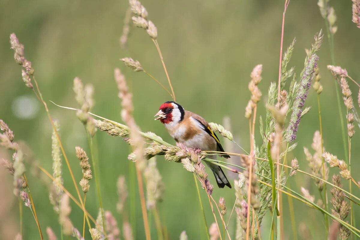 Щегол (carduelis carduelis). Черноголовый щегол. Щегол т. Щеглы. Щегол т.