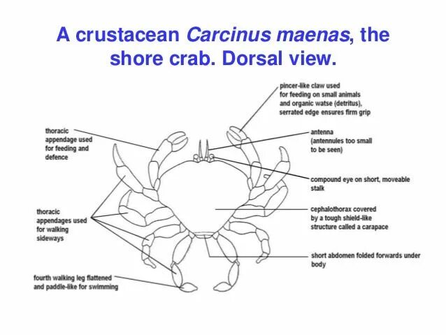 Краб дыхание. Внешнее строение краба схема. Краб анатомия схема. Строение Камчатского краба схема внутреннее. Строение краба биология.
