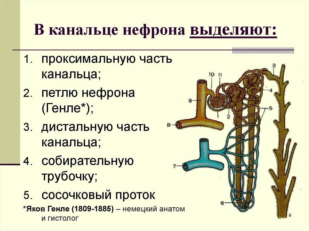 В чем особенность строения канальца нефрона. Канальцы нефрона 4. Строение нефрона и функции каждой её части. Строение нефрона отделы. Каналец нефрона функция.