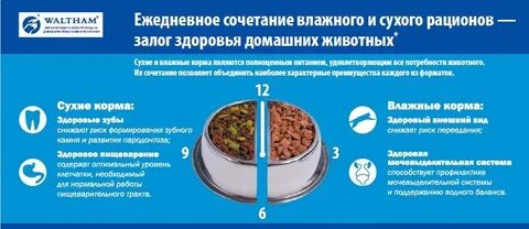 Сухой корм влажный корм