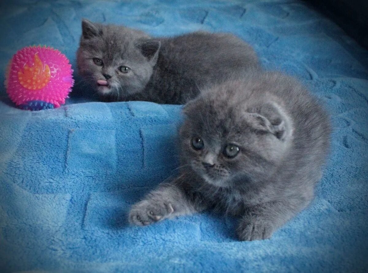 Шотландские котята 3 месяца. Голубые Шотландские котята вислоухие. Голубой британец вислоухий. Британские котята вислоухие голубые. Шотландская вислоухая кошка голубого окраса.