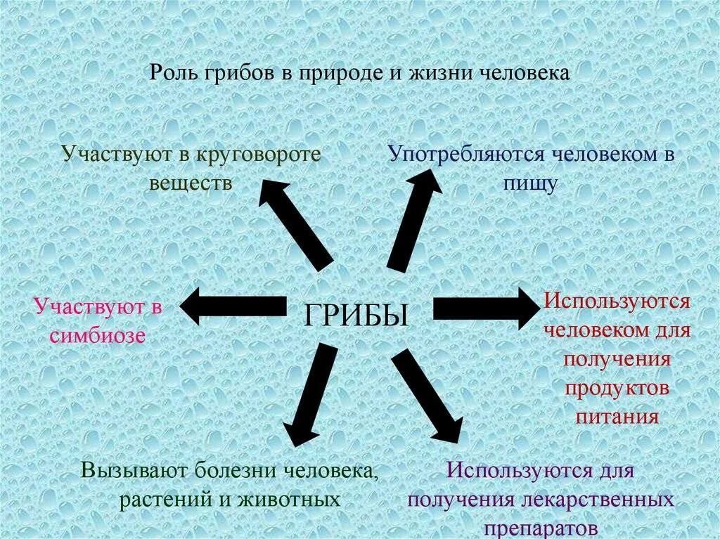 Роль грибов в природе и жизни человека. Ррль грибовов в природе. Роль грибов в жизни человека. Роль грибов в круговороте веществ. Тест на роль в жизни