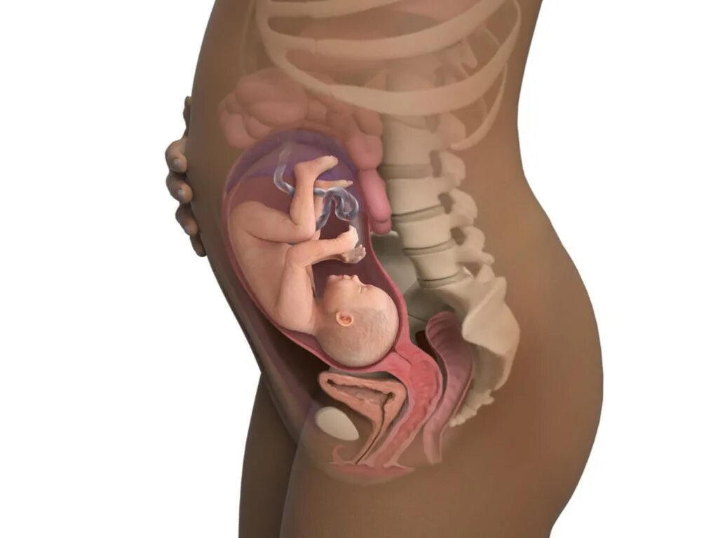 Плод на 17 неделе беременности. Расположение ребенка в животе. Расположение ребенка в утробе. 36 недель икает