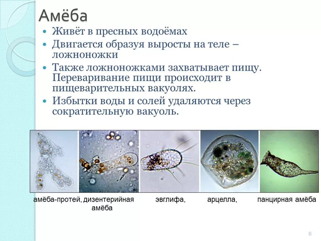 Почему простейшие живые. Простейшие обитающие в воде. Одноклеточные. Амебы обитают в пресных водоемах. Микроорганизмы пресных водоемов.