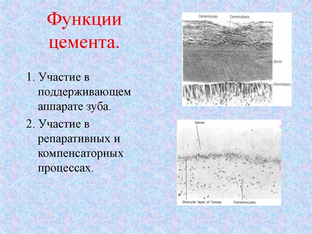 Цемент гистология. Цемент корня зуба функции. строение зуба анатомия цемент. строение цемента гистология. клеточный цемент зуба функции.